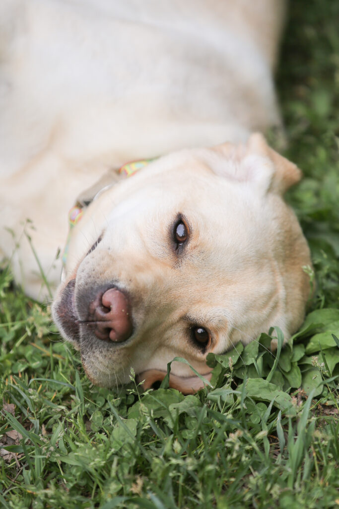 草むらに寝転んで見つめる犬